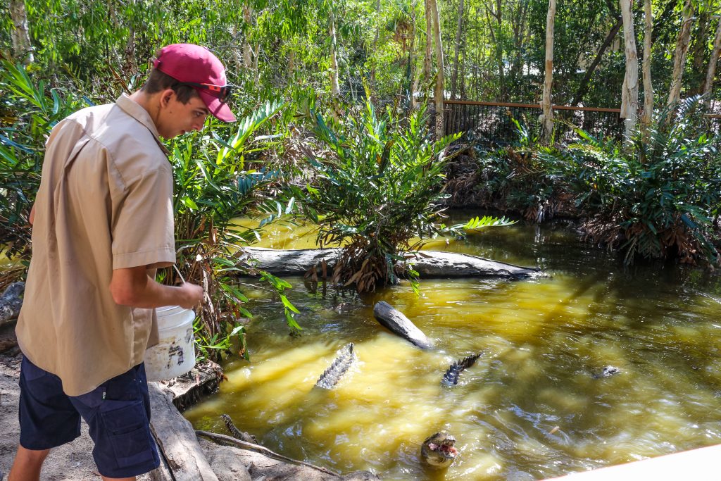 Will feeds the crocodiles at Hartley's